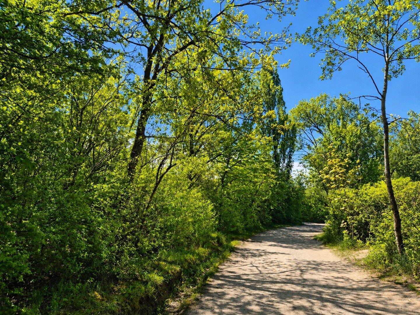 Naturbelassener Weg durch dichte grüne Vegetation und Bäume an einem sonnigen Tag.