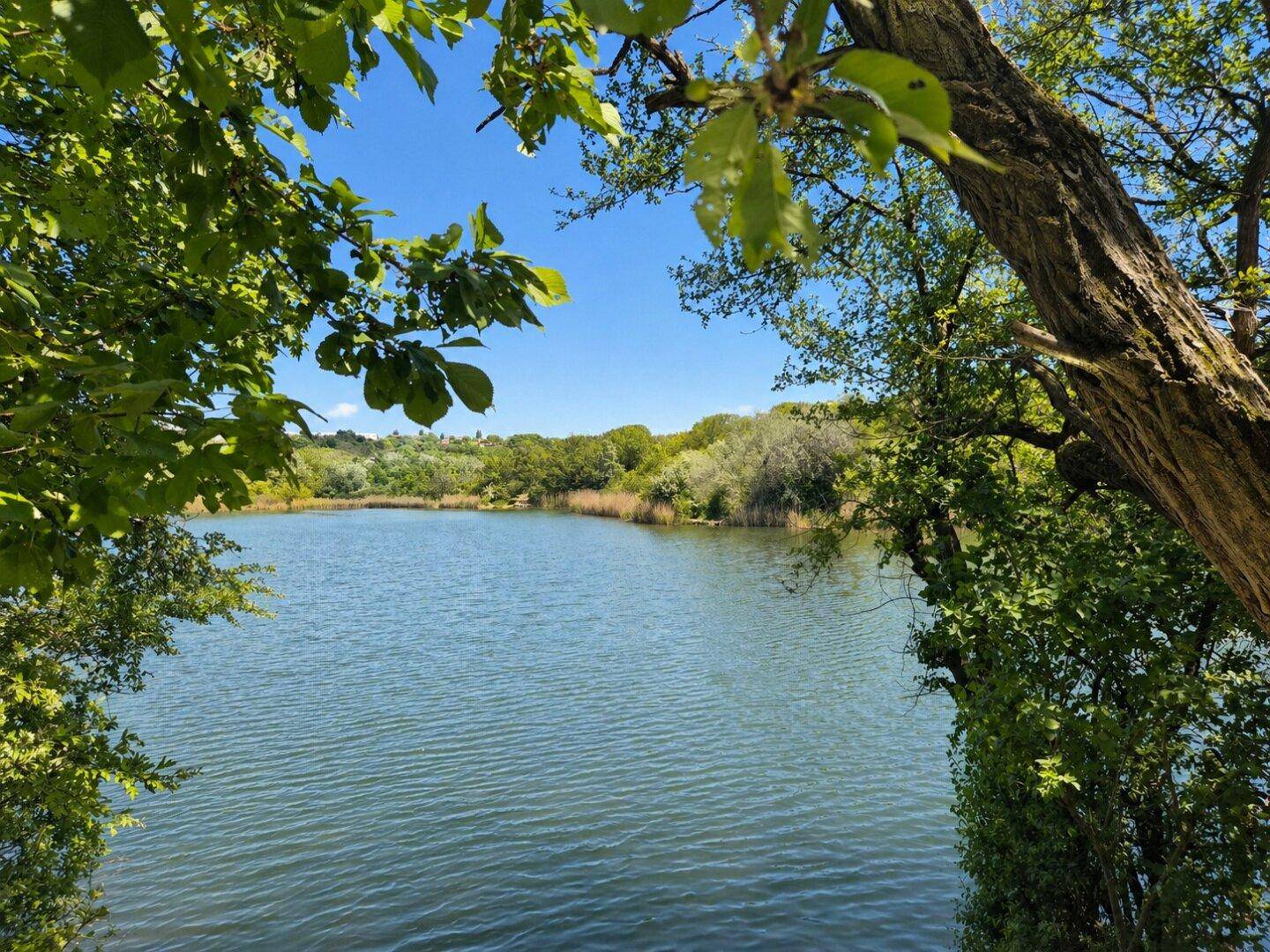 Ruhiger See umgeben von üppiger Vegetation und Bäumen unter blauem Himmel.
