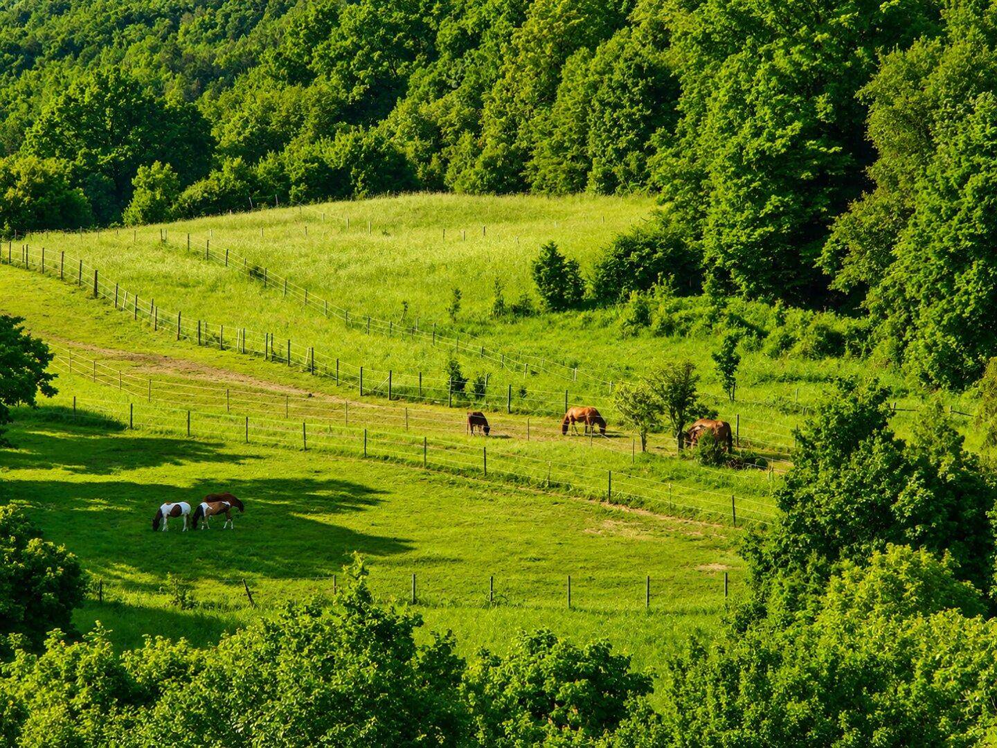 Idyllische Landschaft mit grünen Hügeln, weidenden Pferden und dichten Wäldern im Hintergrund.