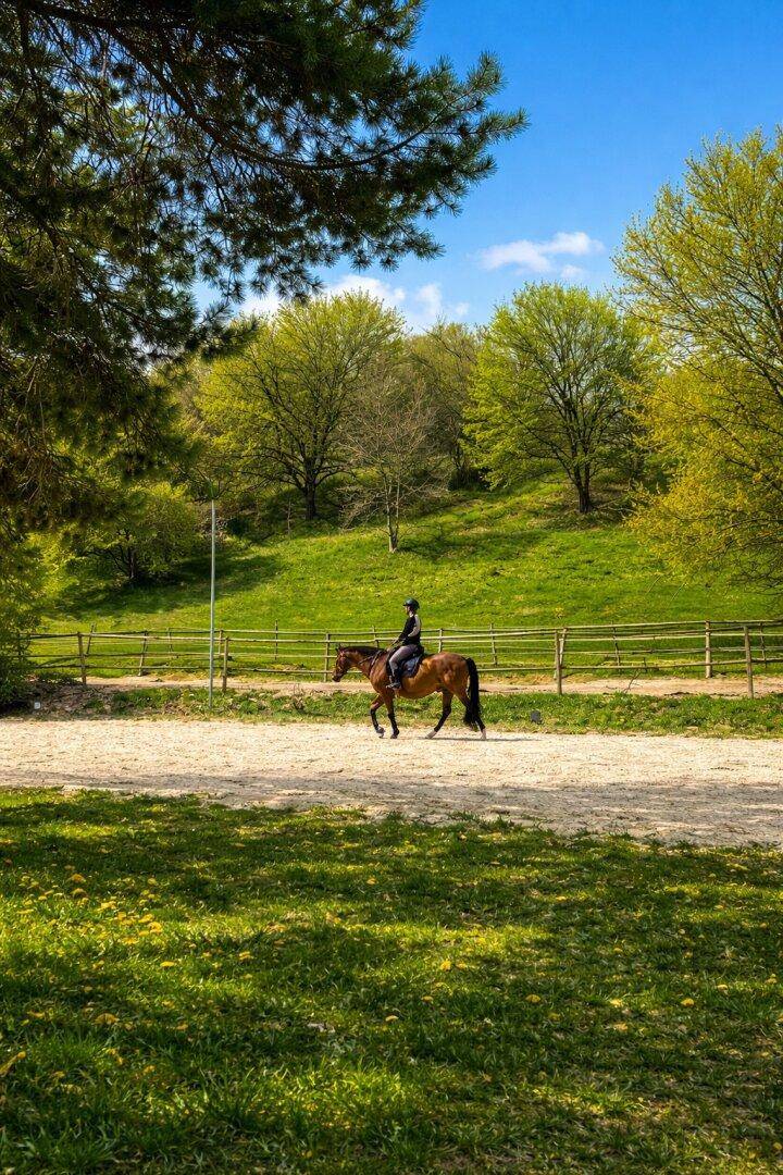 Eine Person reitet auf einem Pferd auf einem Feldweg, umgeben von grünen Wiesen und Bäumen.