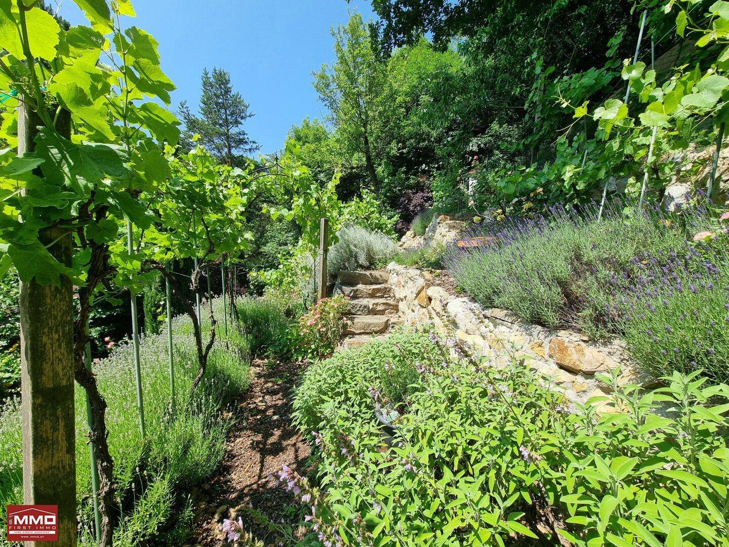 Steinpfad durch den terrassierten Garten, gesäumt von Lavendel und Weinreben.