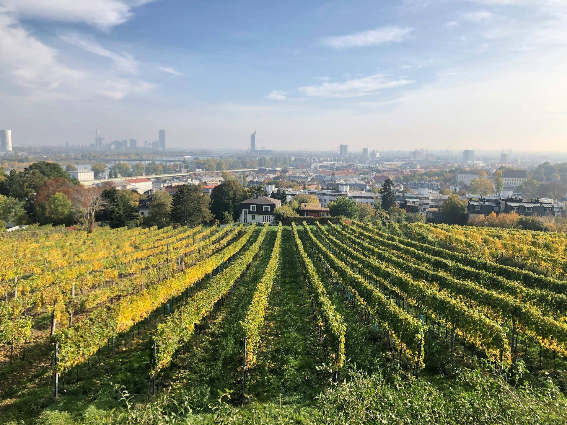 Malerischer Weinbergblick mit der Skyline der Stadt im Dunst des Herbstmorgens.