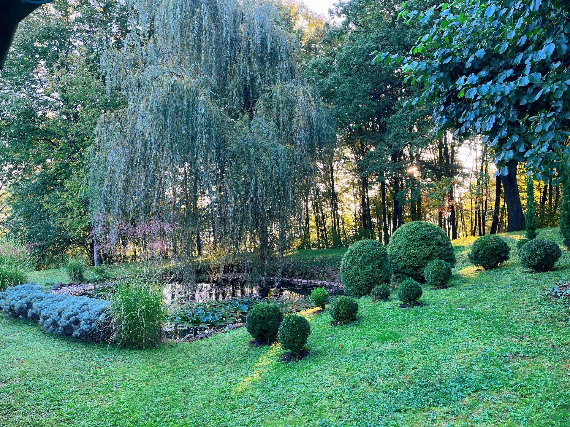 Malerischer Garten mit Trauerweide, Teich und gepflegten Büschen in sanftem Abendlicht.