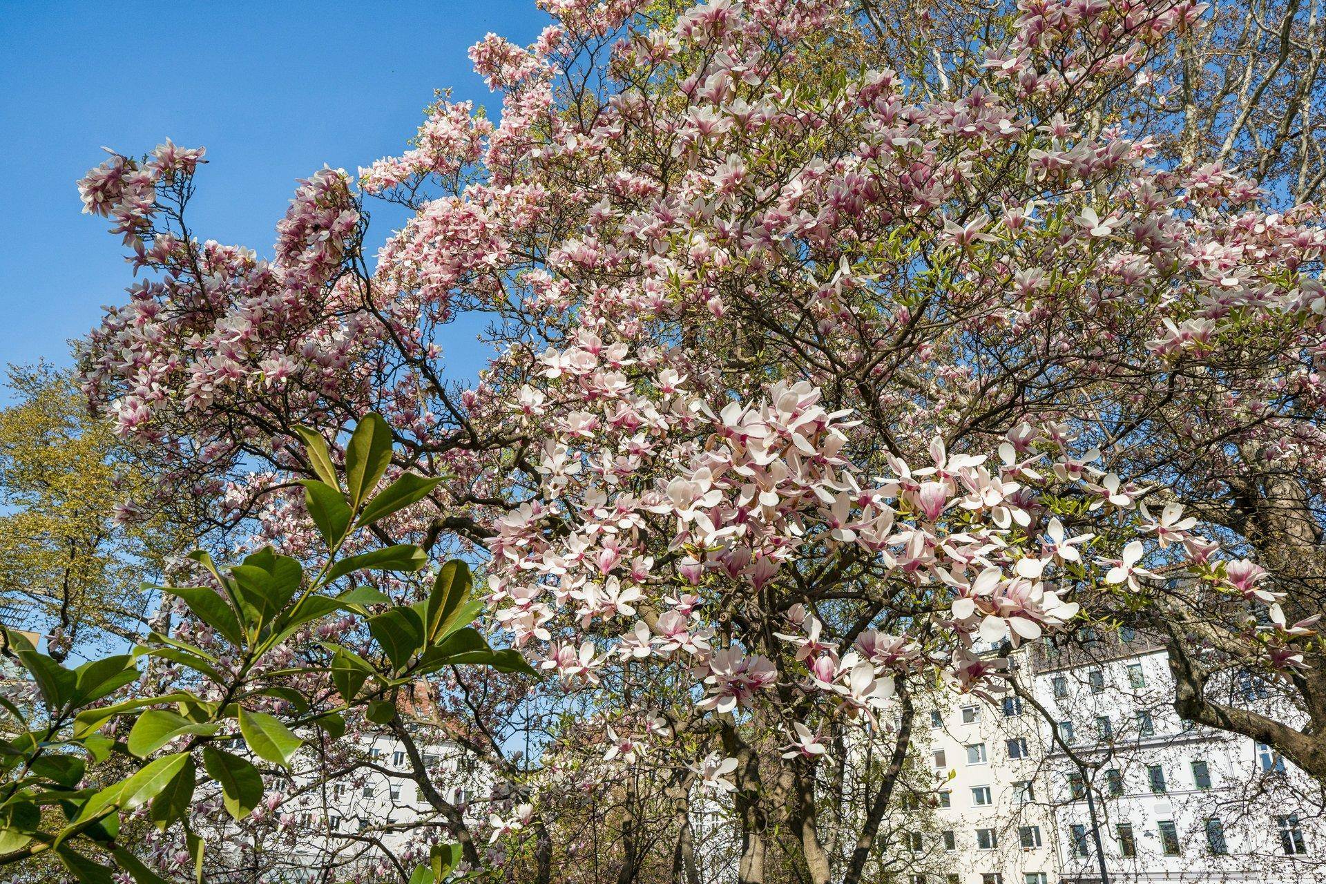 Nahaufnahme eines blühenden Magnolienbaumes mit rosa-weißen Blüten vor städtischer Kulisse.