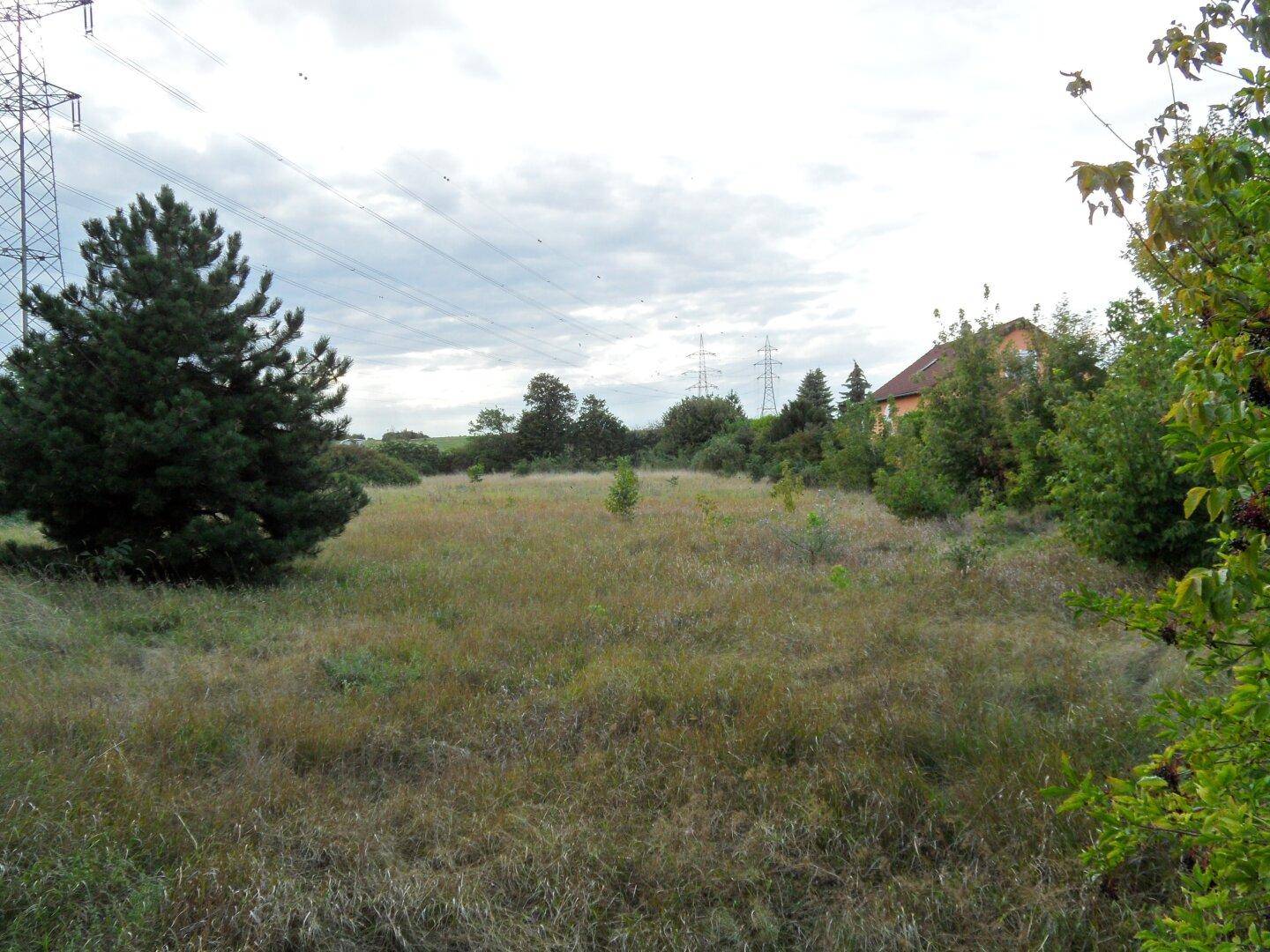 Unbebautes Grundstück mit hohem Baum, umgeben von Natur und Stromleitungen im Hintergrund.