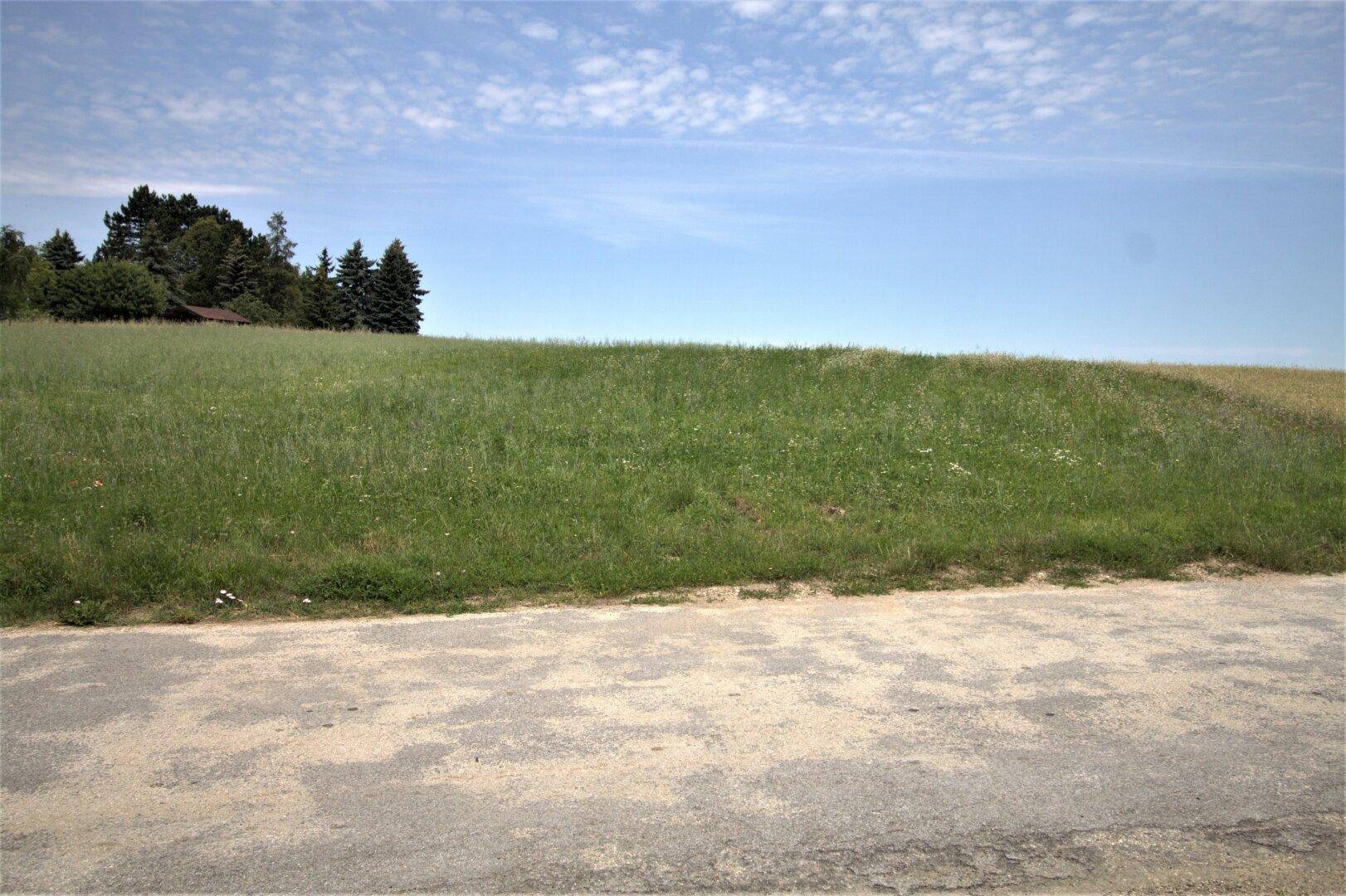 Weitläufige grüne Wiesenlandschaft mit Bäumen am Horizont unter blauem Himmel.