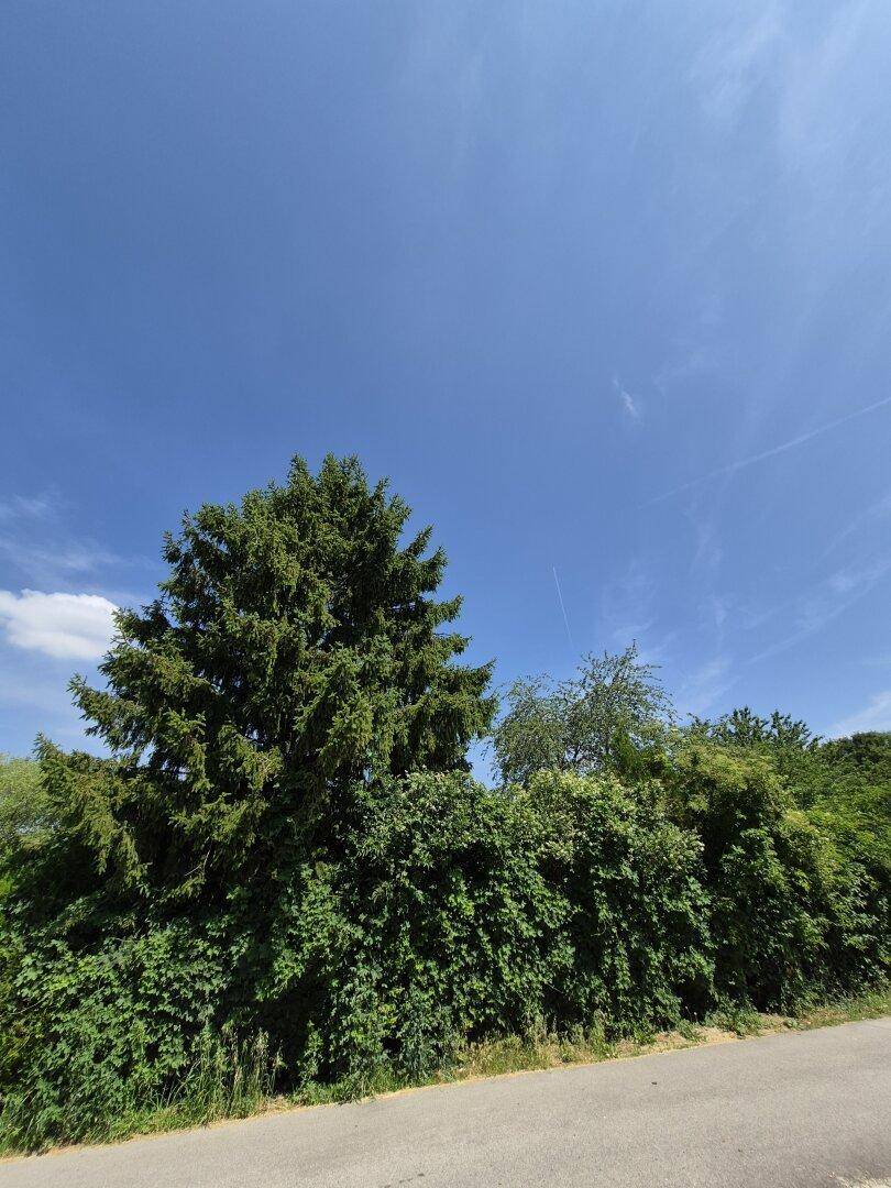 Üppige grüne Bäume und dichte Büsche unter einem strahlend blauen Himmel.