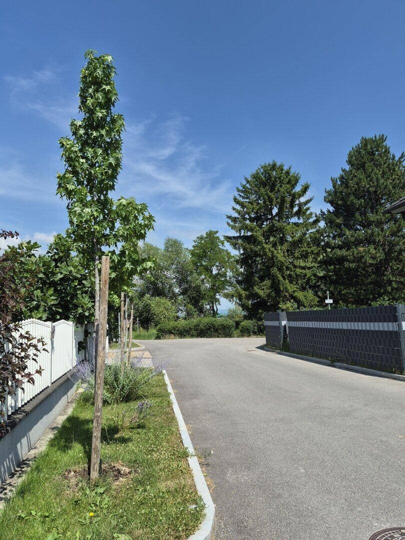 Ruhige Wohnstraße mit jungen Bäumen und einem weißen Zaun unter blauem Himmel.