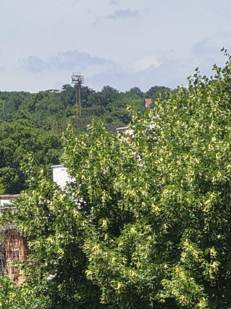 Blick auf eine bewaldete Hügellandschaft mit einem Turm in der Ferne.