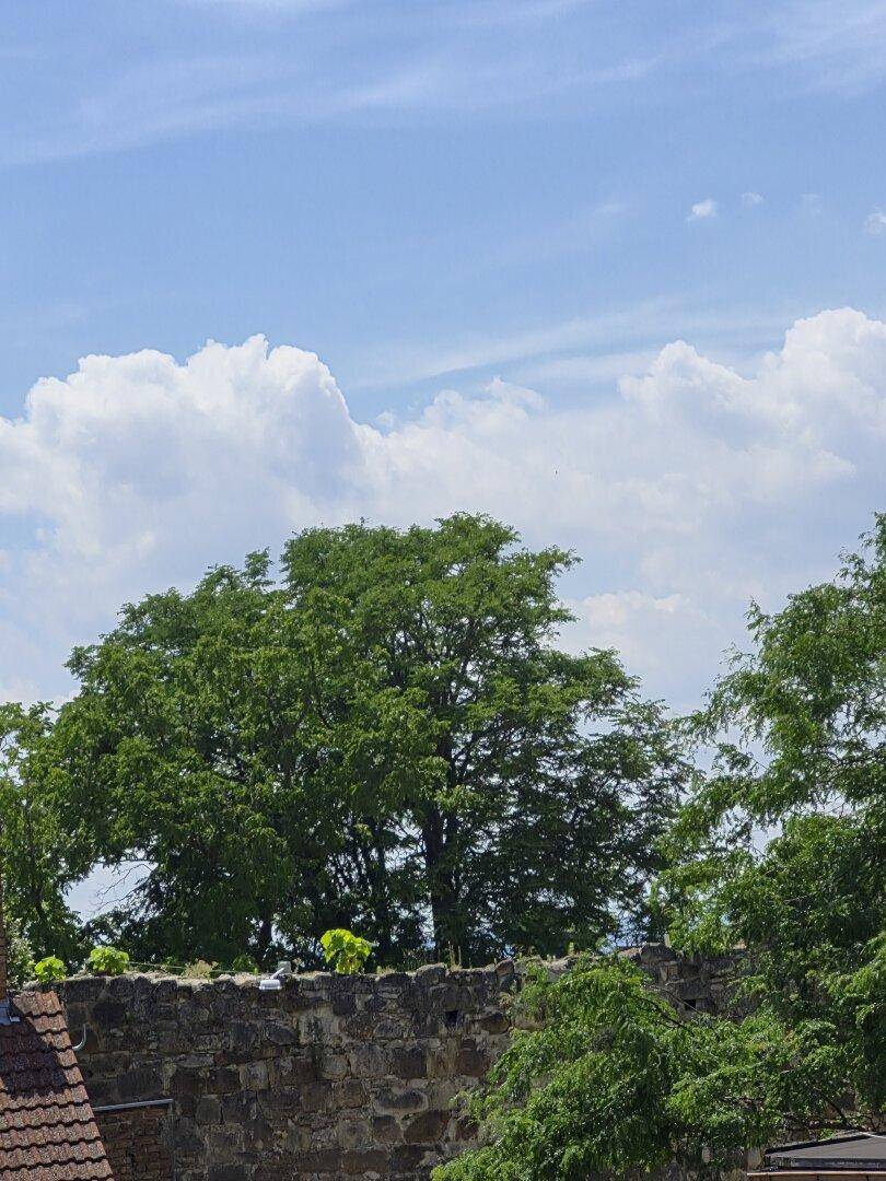 Historische Steinmauer umgeben von üppigem Grün unter einem klaren blauen Himmel.