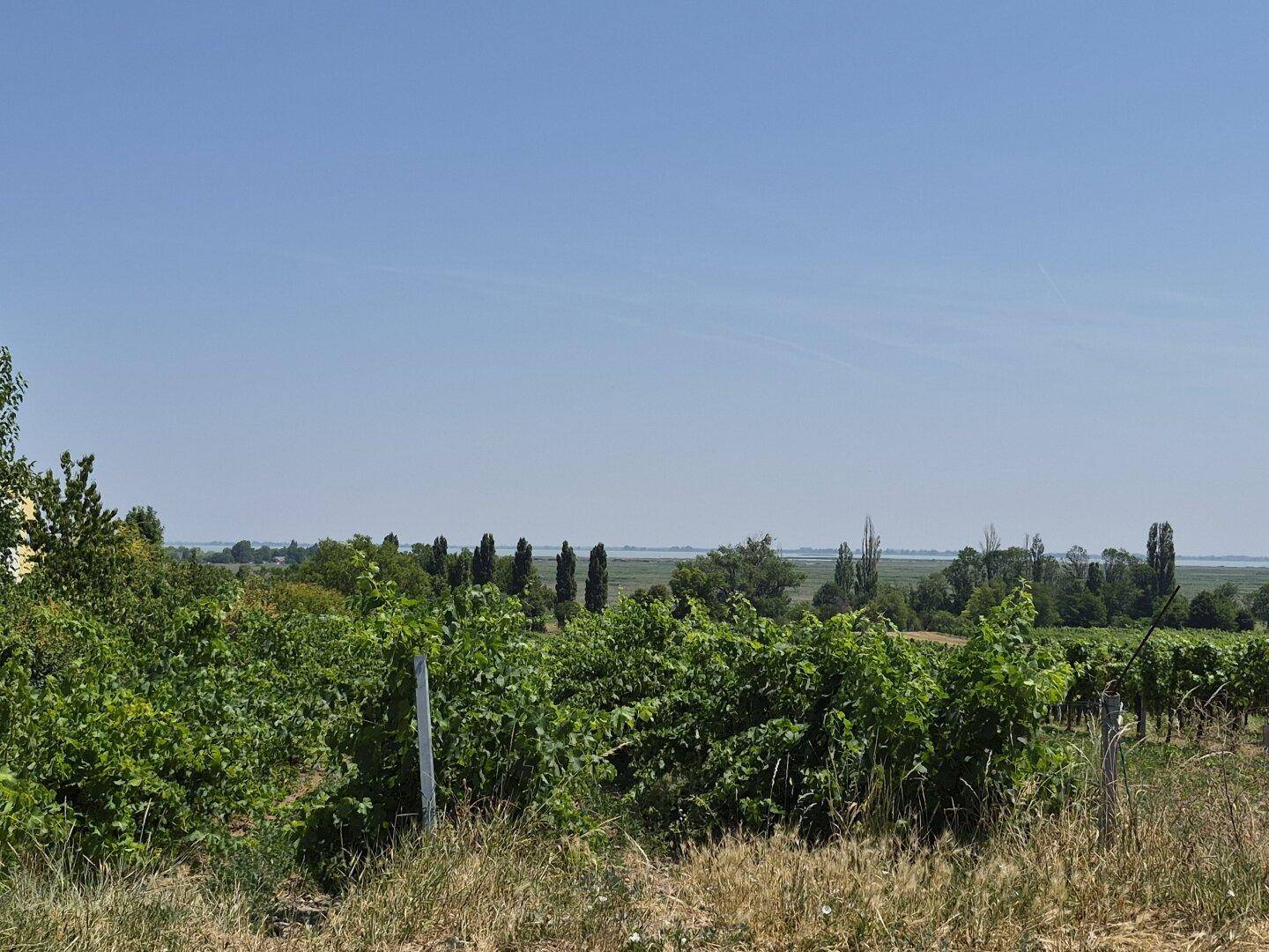 Weitläufige Weinberge mit Blick auf einen See in der Ferne unter klarem Himmel.