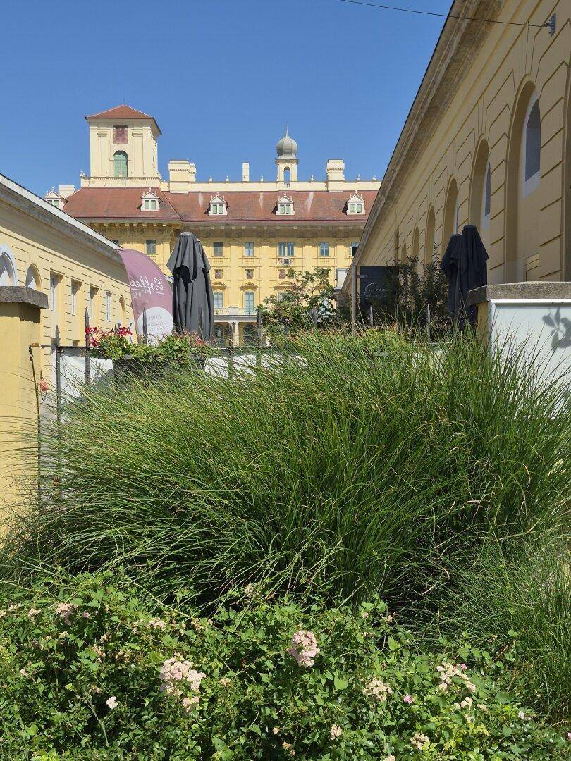 Grüne Pflanzen und Büsche vor einem historischen Gebäude mit gelber Fassade, idyllische Umgebung.