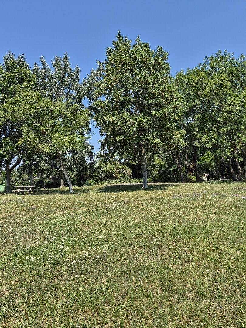 Weitläufige grüne Rasenfläche mit hohen Bäumen und einem Picknicktisch unter strahlend blauem Himmel.