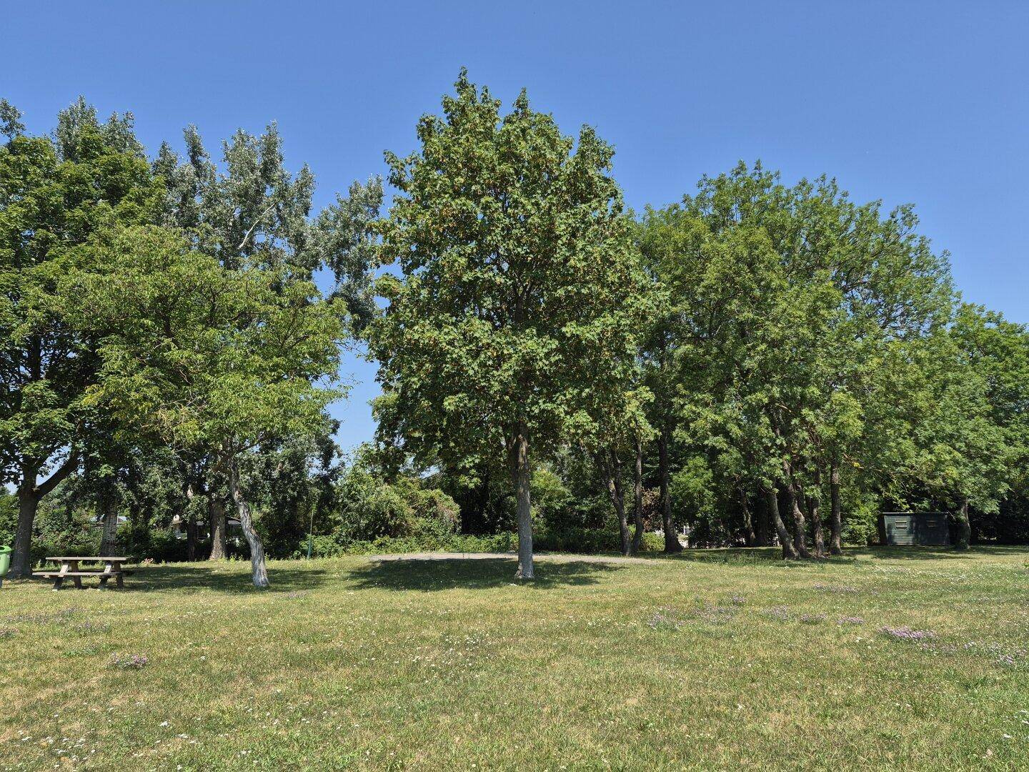Weitläufige Grünfläche mit hohen Bäumen und einem Picknicktisch unter blauem Himmel.