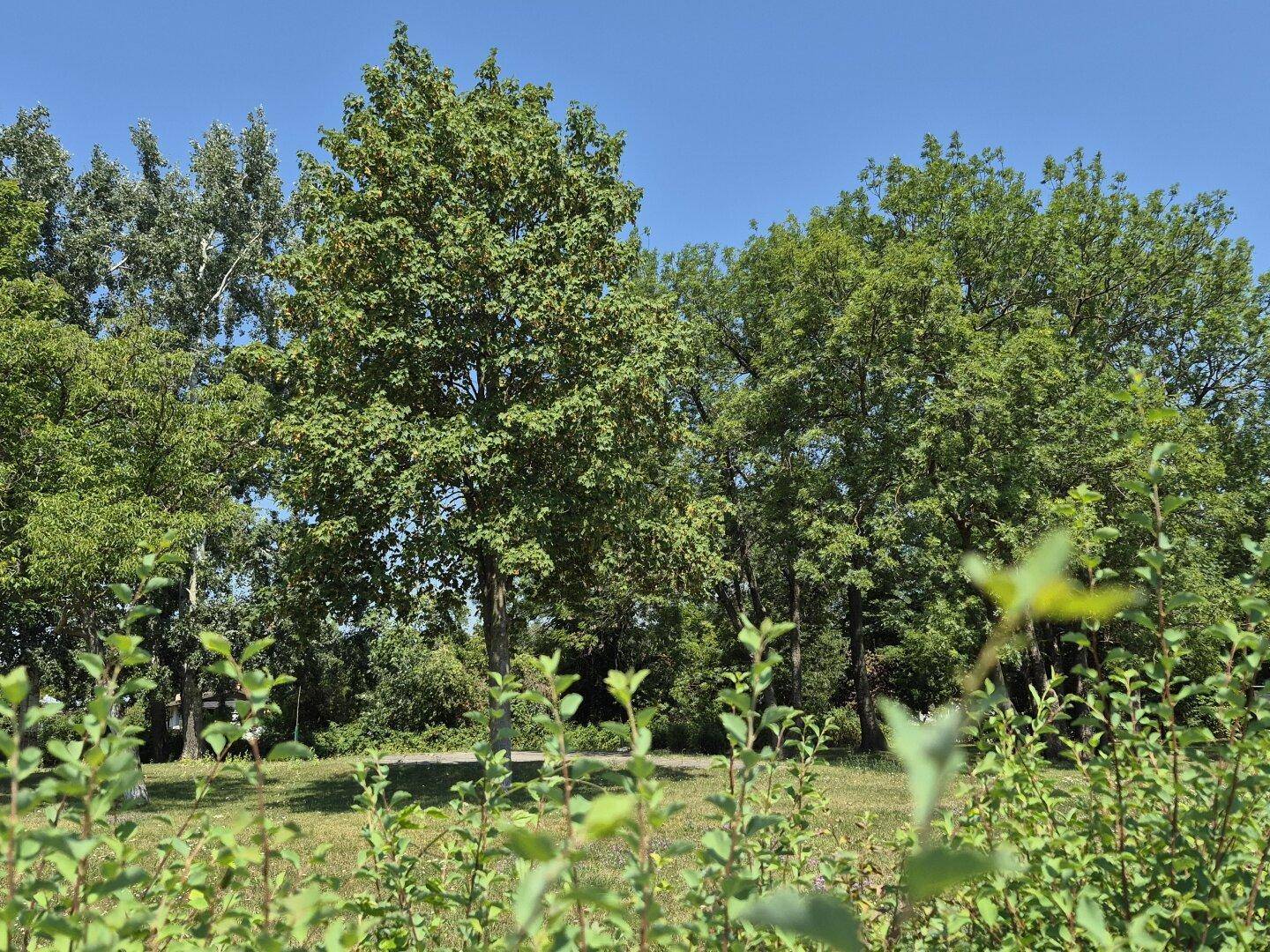 Üppige grüne Bäume und Sträucher unter einem klaren blauen Himmel.