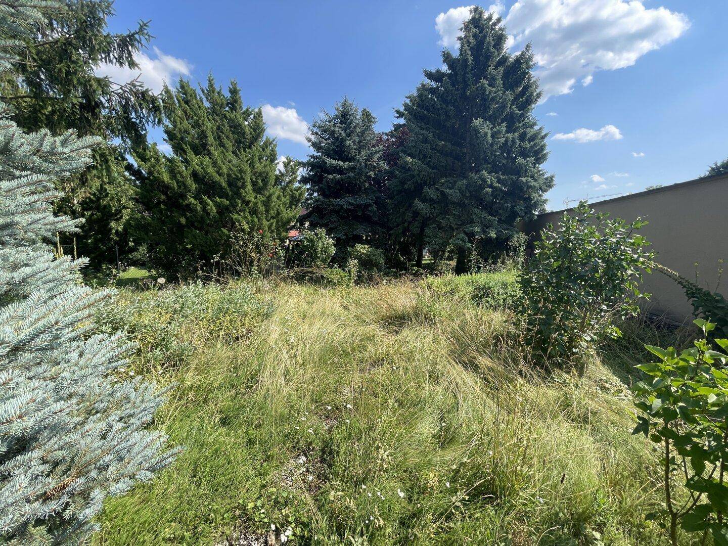 Naturbelassenes Gartengrundstück mit dichtem Bewuchs und verschiedenen Baumarten unter blauem Himmel.
