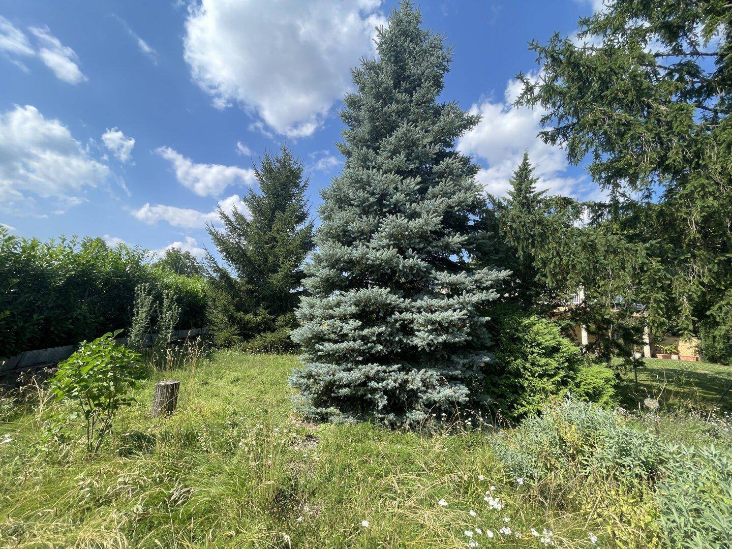 Große Blaufichte im naturbelassenen Gartenbereich, umgeben von weiteren Bäumen und Sträuchern.