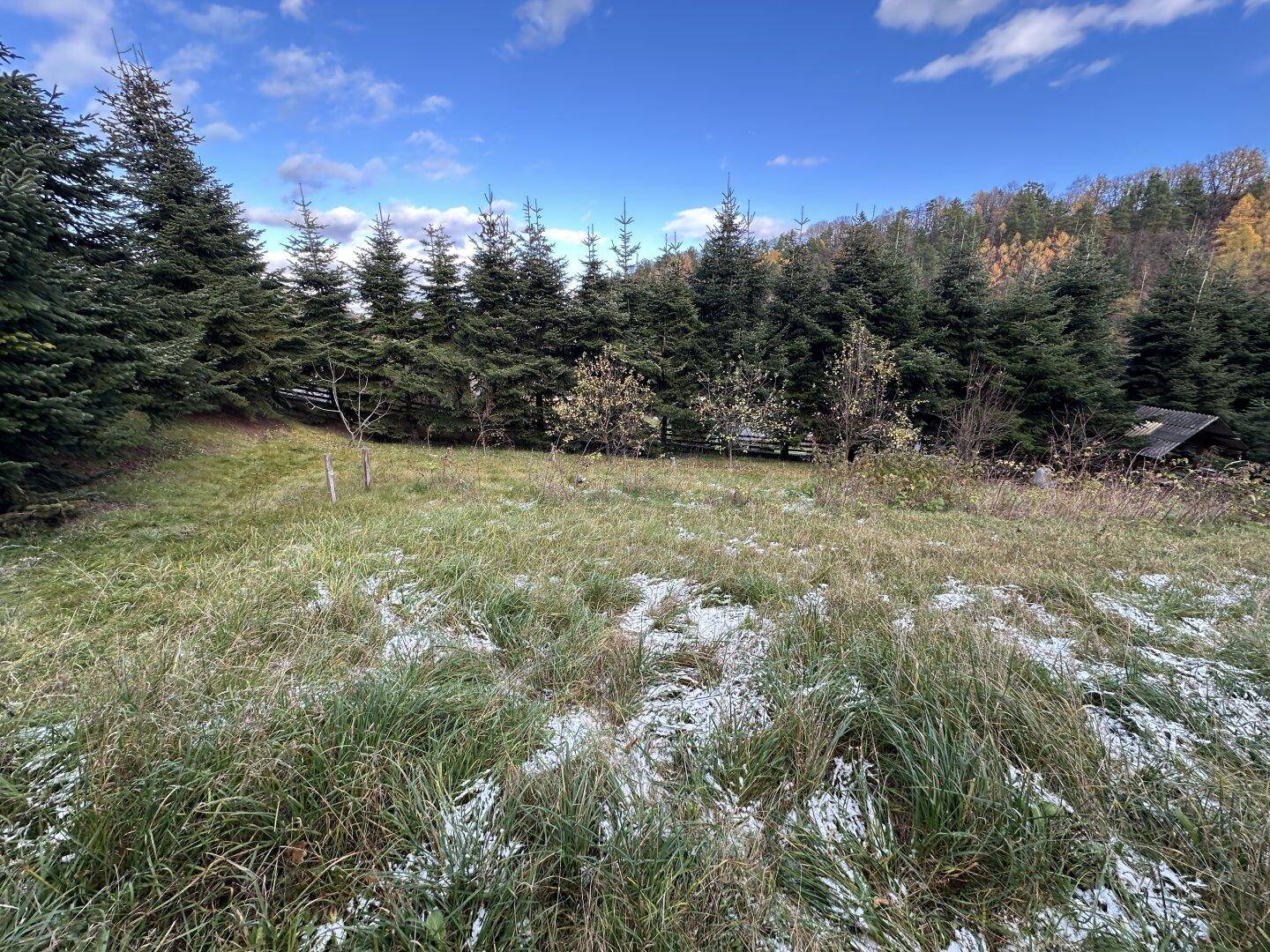 Offene Grasfläche mit vereinzelten Schneeflecken, umgeben von dichten Nadelbäumen und einem Blick auf bewaldete Hügel.