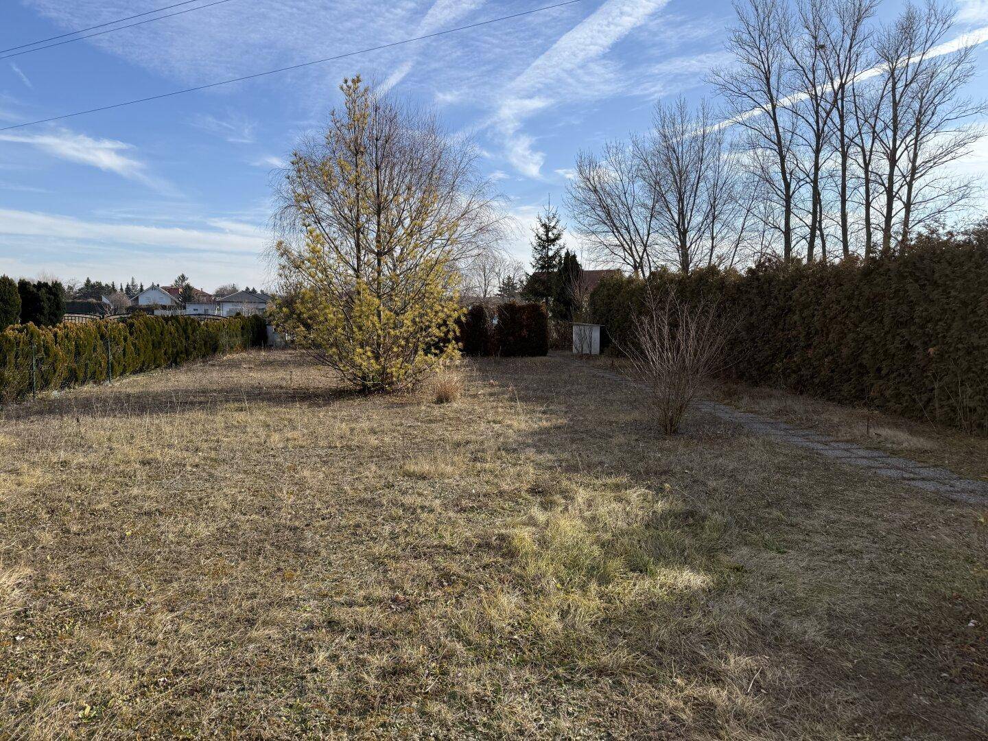 Großer Gartenbereich mit Hecken, einem kleinen Baum und viel ungenutzter Rasenfläche.