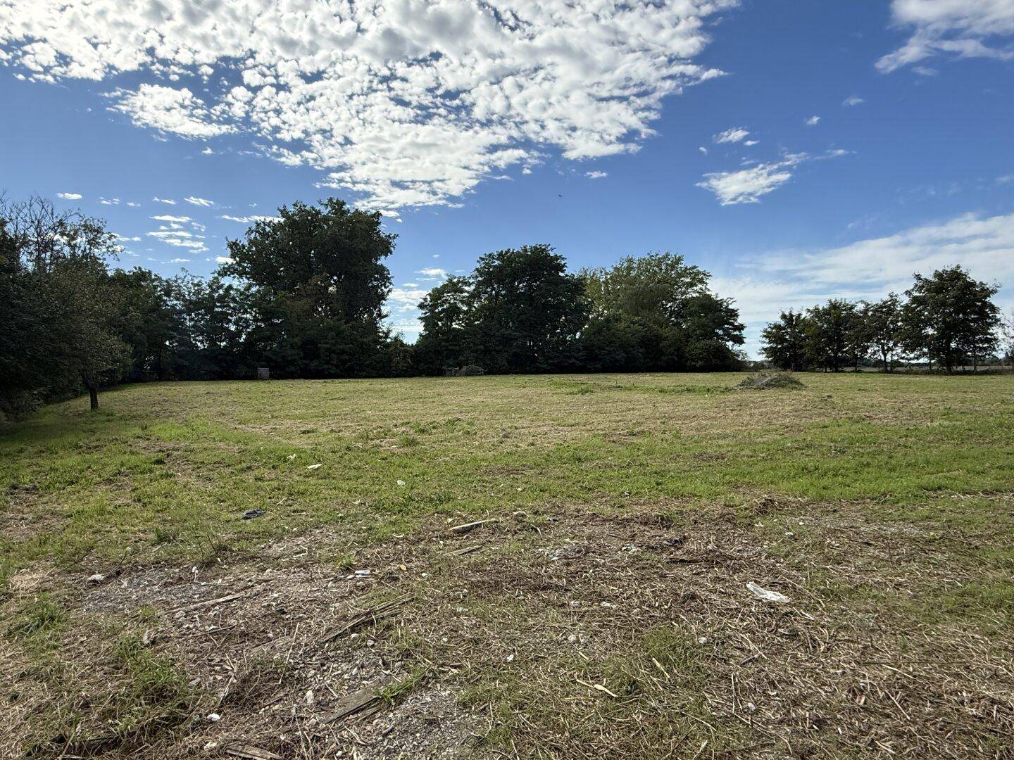 Eine weite, offene Grasfläche mit vereinzelten Bäumen am Horizont unter einem blauen Himmel.