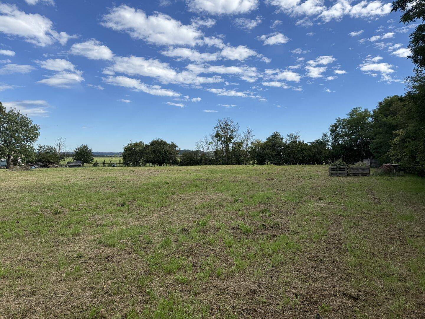 Eine weitläufige, grüne Wiese mit einigen Bäumen und Sträuchern am Rand unter blauem Himmel.