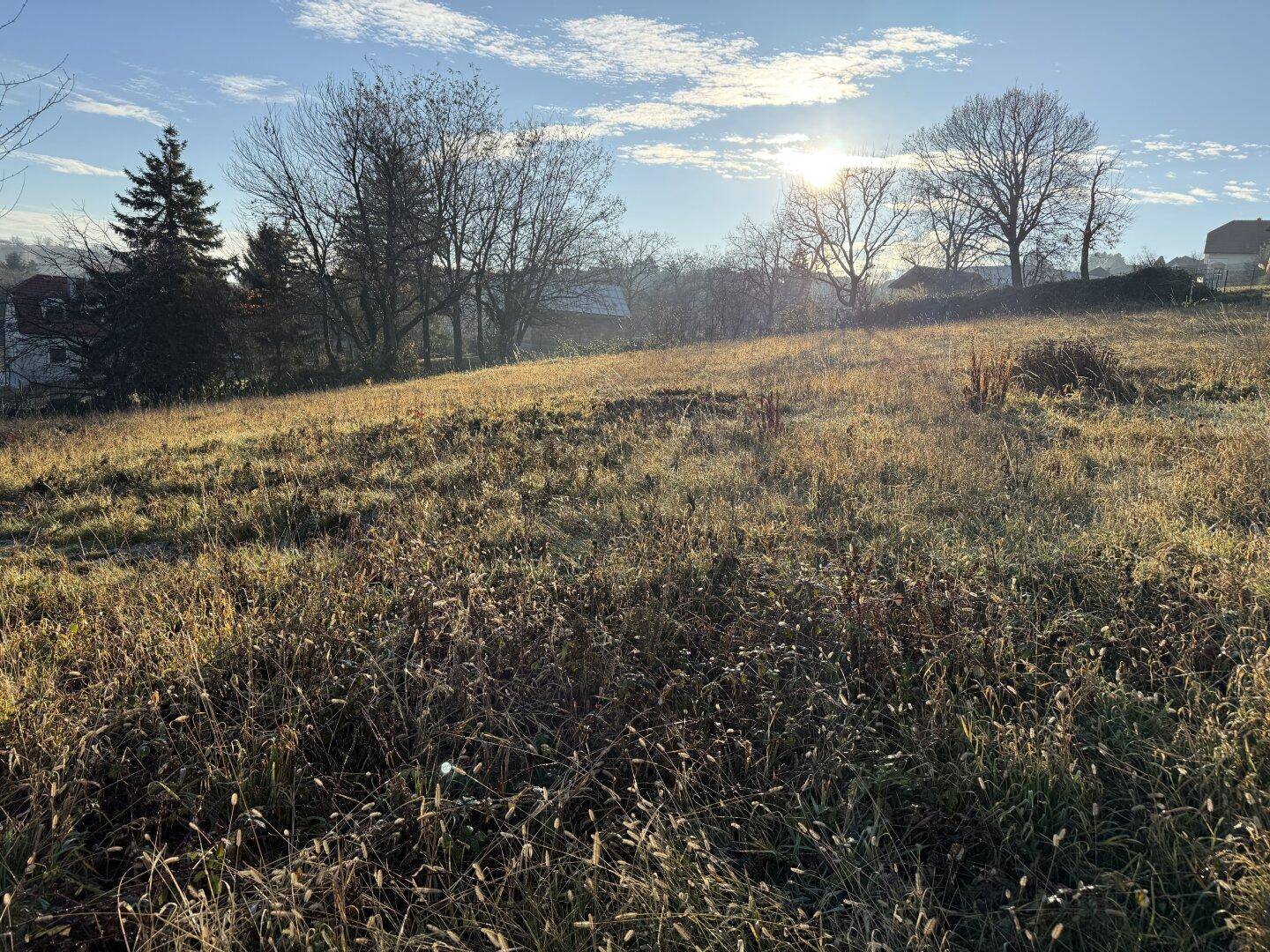 Sonniges Grundstück mit hohem Gras und Bäumen im Hintergrund, ideal für Neubau.