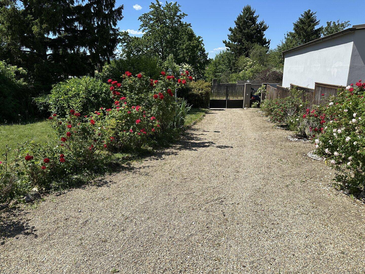 Kiesauffahrt führt durch einen blühenden Rosengarten zu einem Holztor, umgeben von viel Grün.