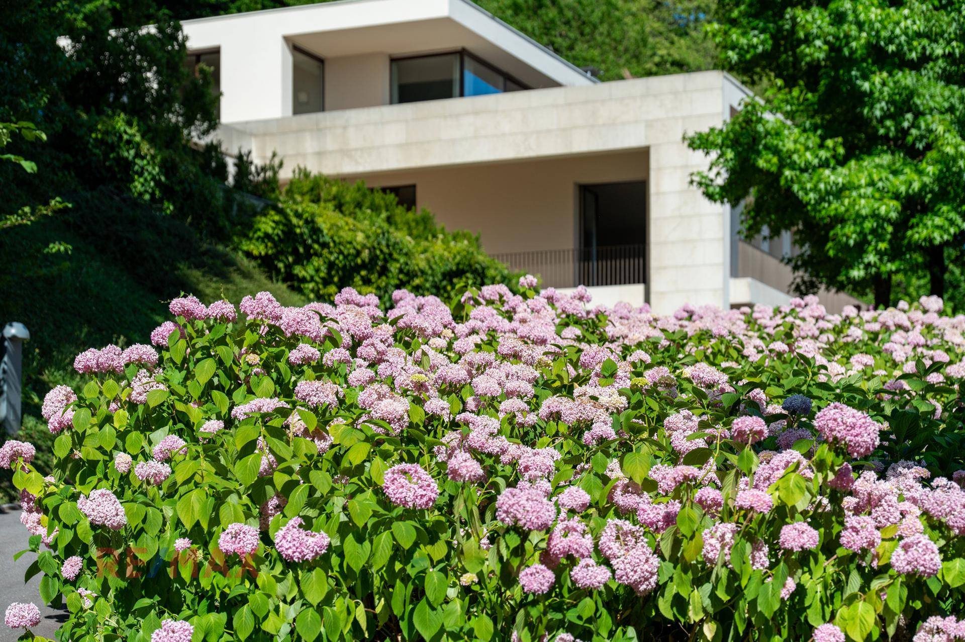 Blühende Hortensienbüsche in voller Pracht vor der modernen Fassade des Hauses.