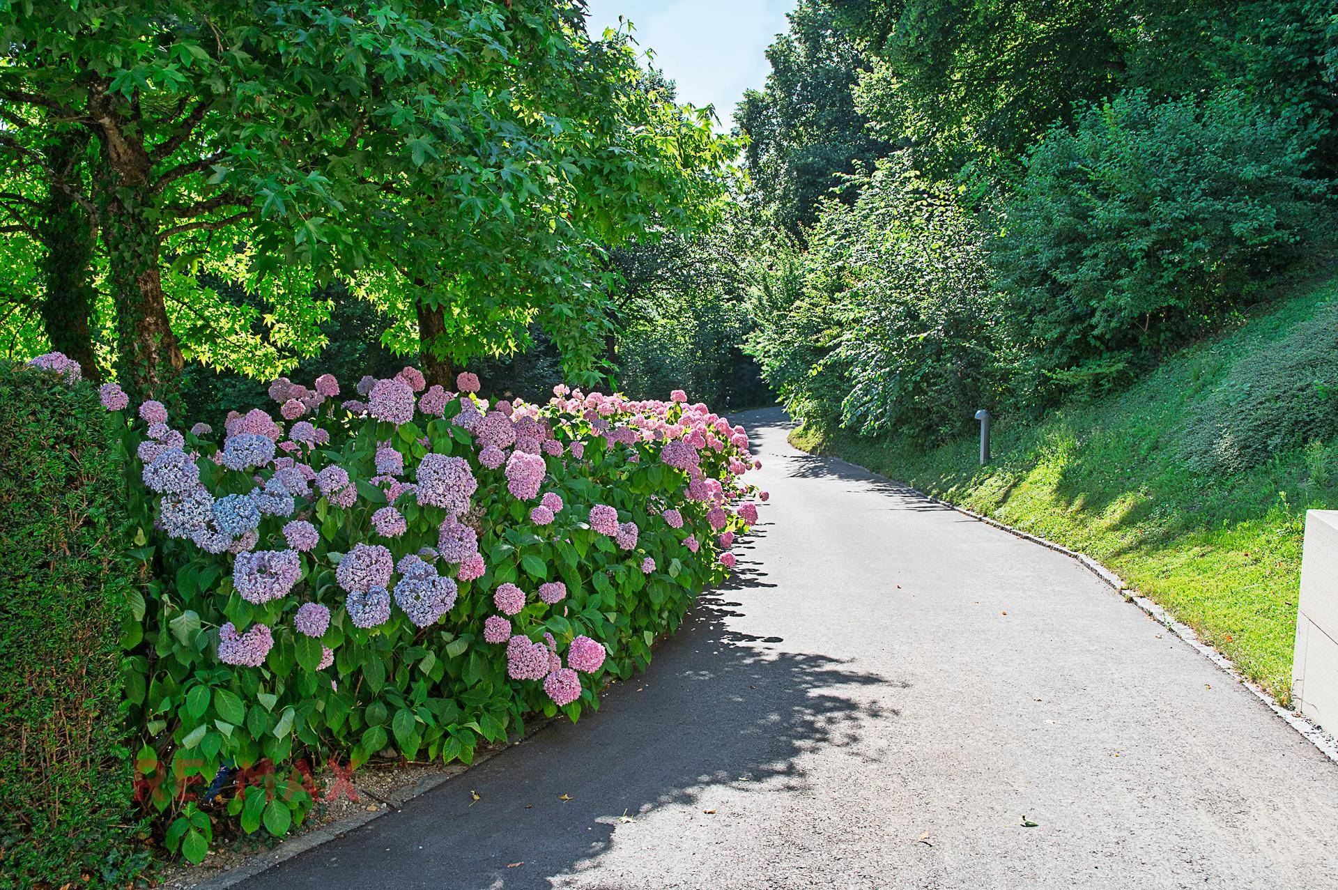 Zufahrtsweg gesäumt von üppigen Hortensienbüschen und hohen Bäumen in sonniger Umgebung.