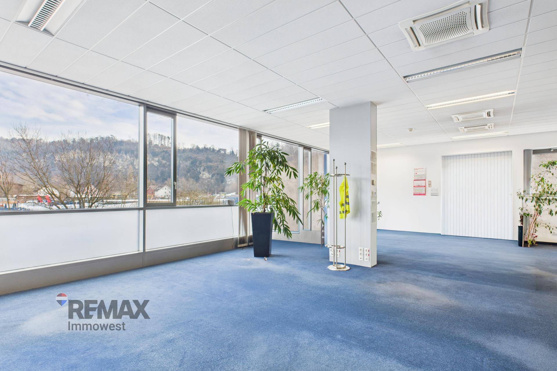 Geräumiges Büro mit blauem Teppichboden, großen Fenstern und Topfpflanzen.