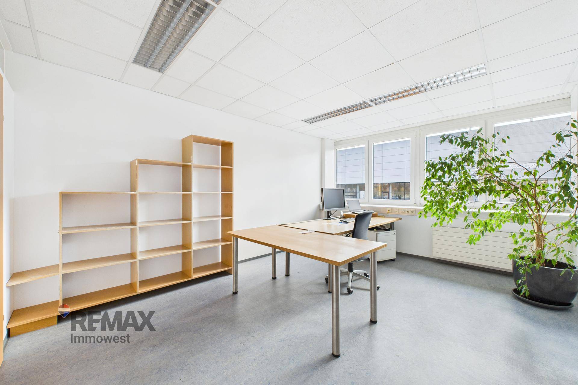 Helles Büro mit Schreibtischen, Stufenregal und einer großen Pflanze am Fenster.