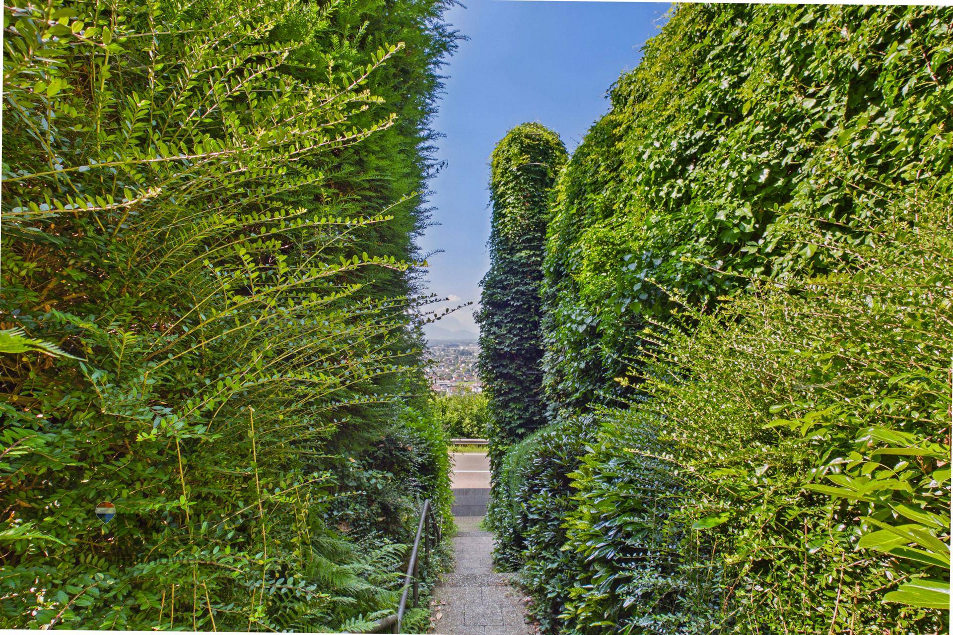 Grüner Weg durch hohe Hecken, der zu einem Aussichtspunkt führt.
