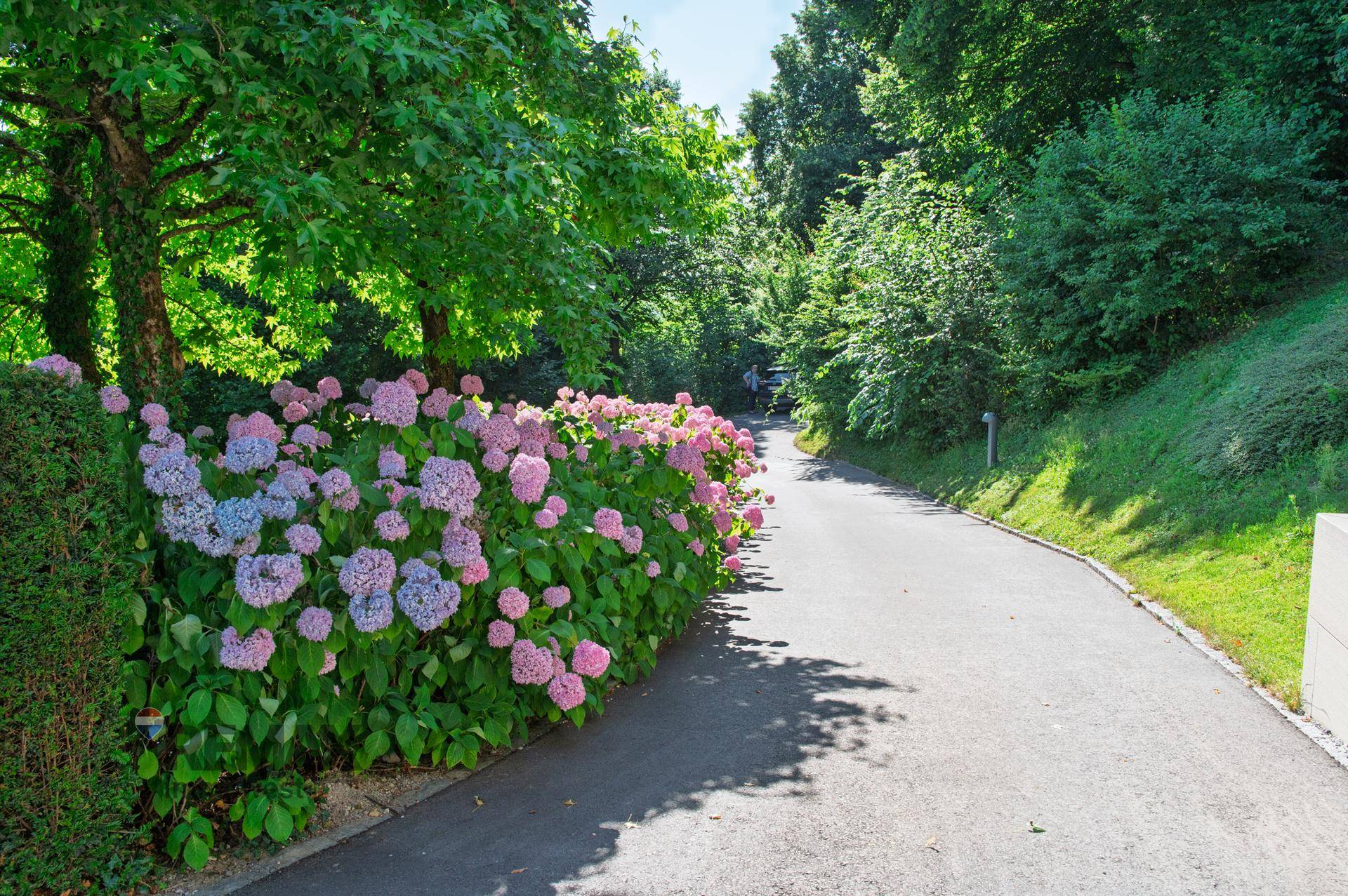 Zufahrtsweg zur Villa, gesäumt von üppigen Hortensienbüschen und altem Baumbestand.