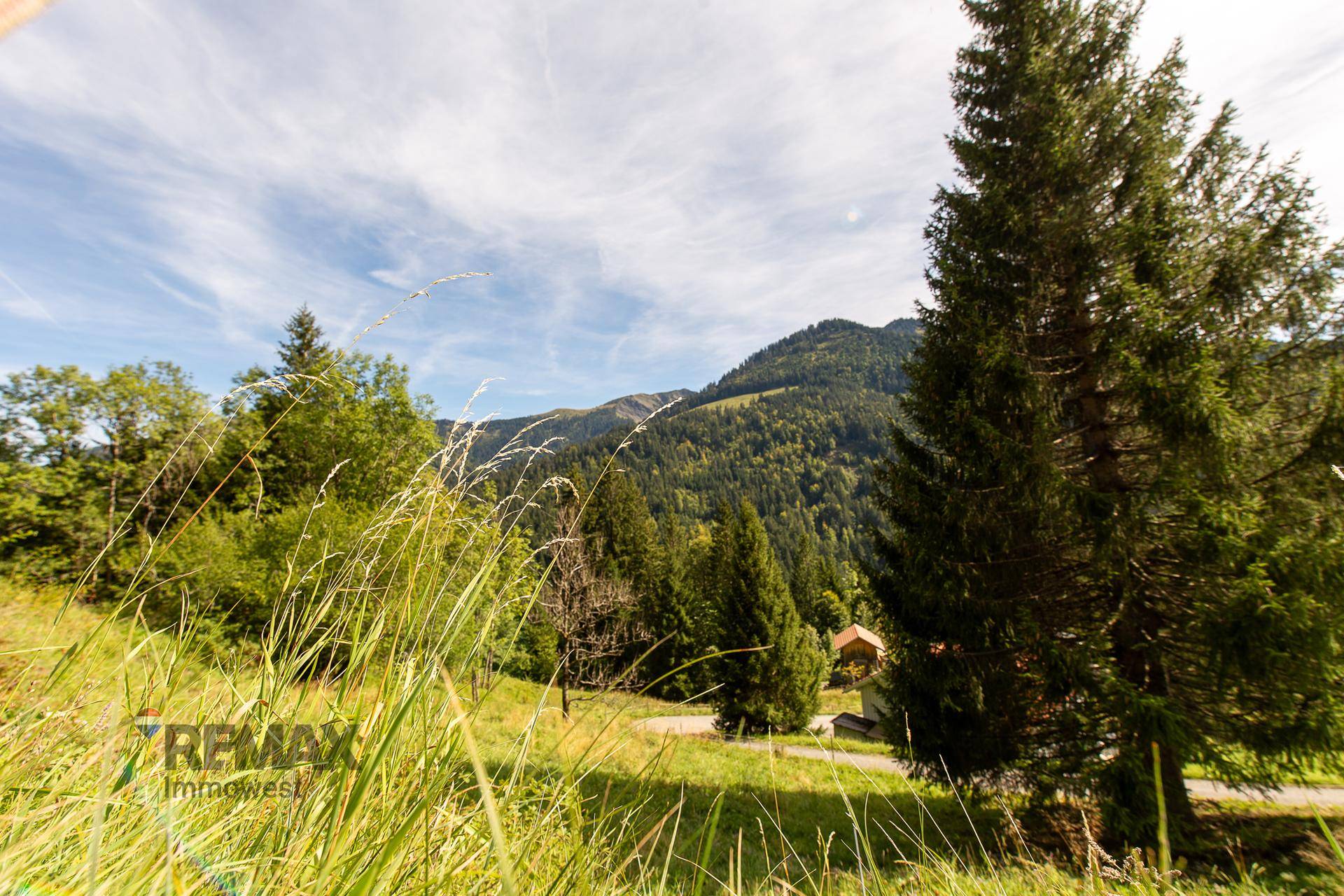 Sonnige Berglandschaft mit hohen Nadelbäumen und weitem Blick über die Hügel.