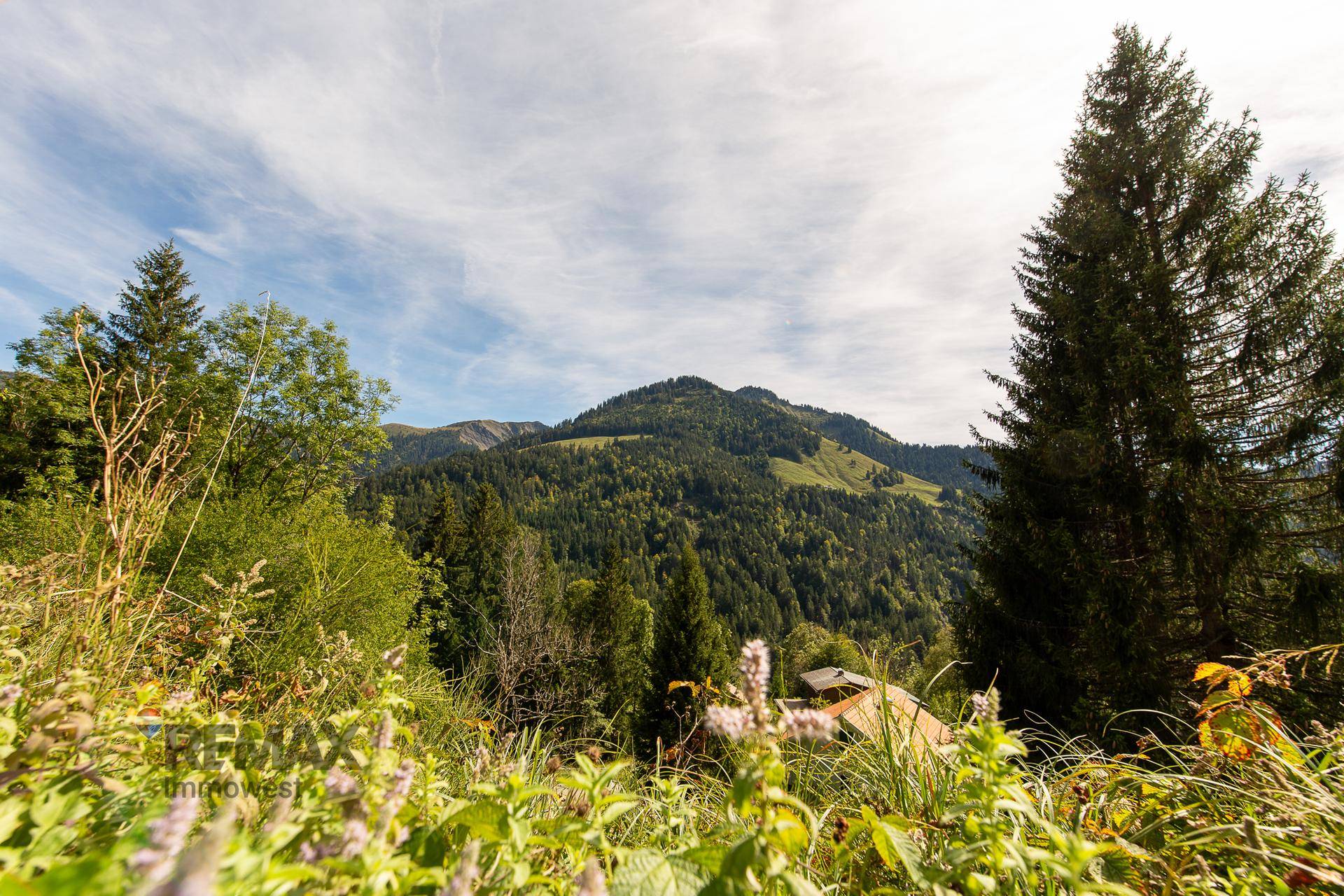 Nahaufnahme von Wildblumen mit einer beeindruckenden Berglandschaft im Hintergrund.