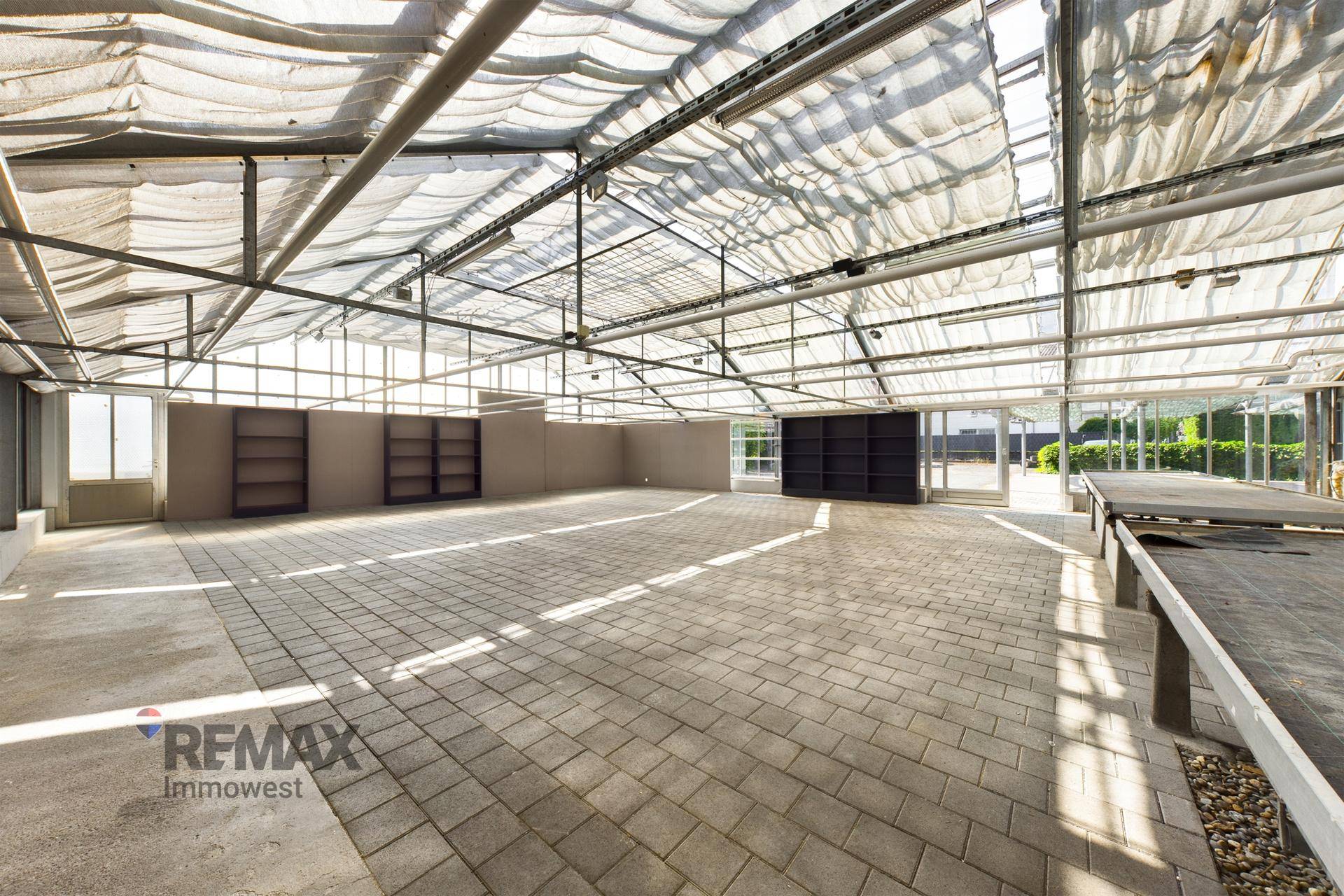 Weitläufiger Gewächshausbereich mit Regalen und viel Platz, ideal für Pflanzenzucht.