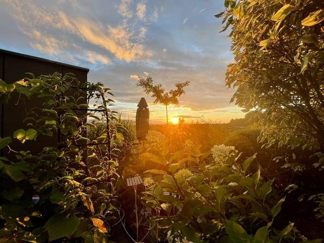 Malerischer Sonnenuntergang über einer grünen Landschaft, umrahmt von Bäumen und Pflanzen.