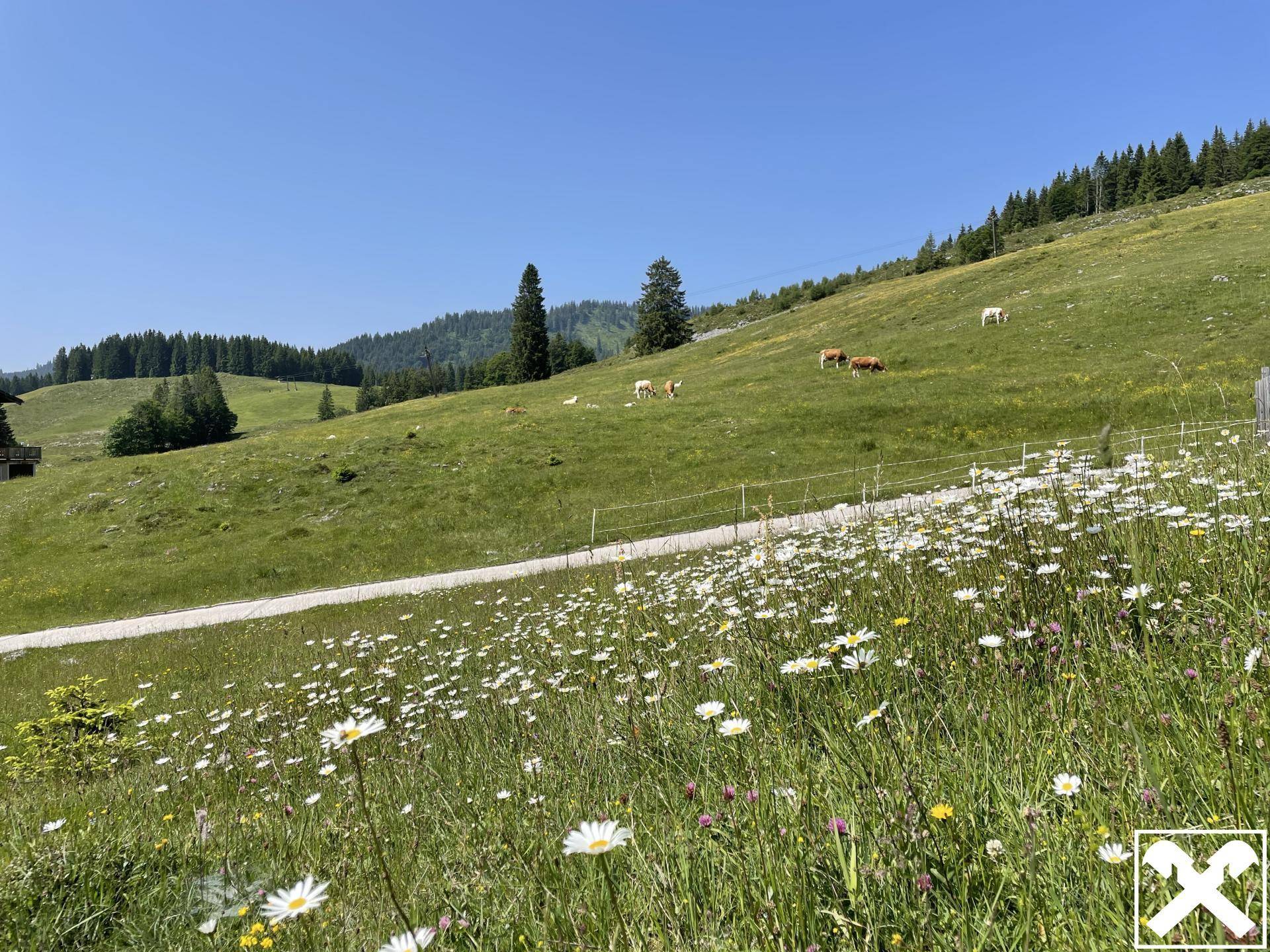 Sommer Almwiese
