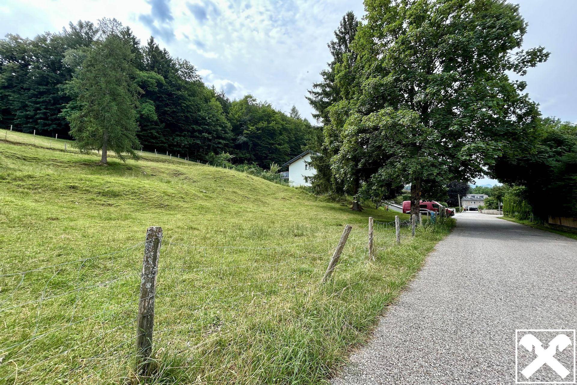 Grüne Hügellandschaft mit einem großen Baum und einer Straße im Vordergrund, umgeben von Wald und Natur.