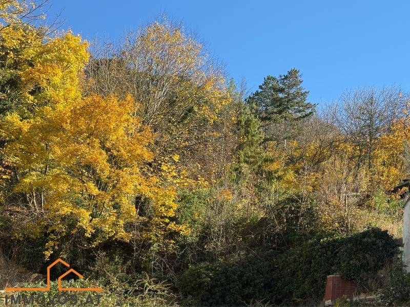 Vibrante Herbstlandschaft mit dichten Bäumen und Büschen unter einem klaren blauen Himmel.