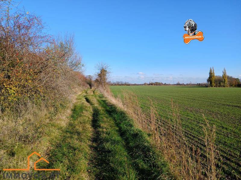TOR ZUM GLÜCK - RIESEN GRUNDSTÜCK MIT GEBÄUDE UND VIELEN MÖGLICHKEITEN - Ansicht 6