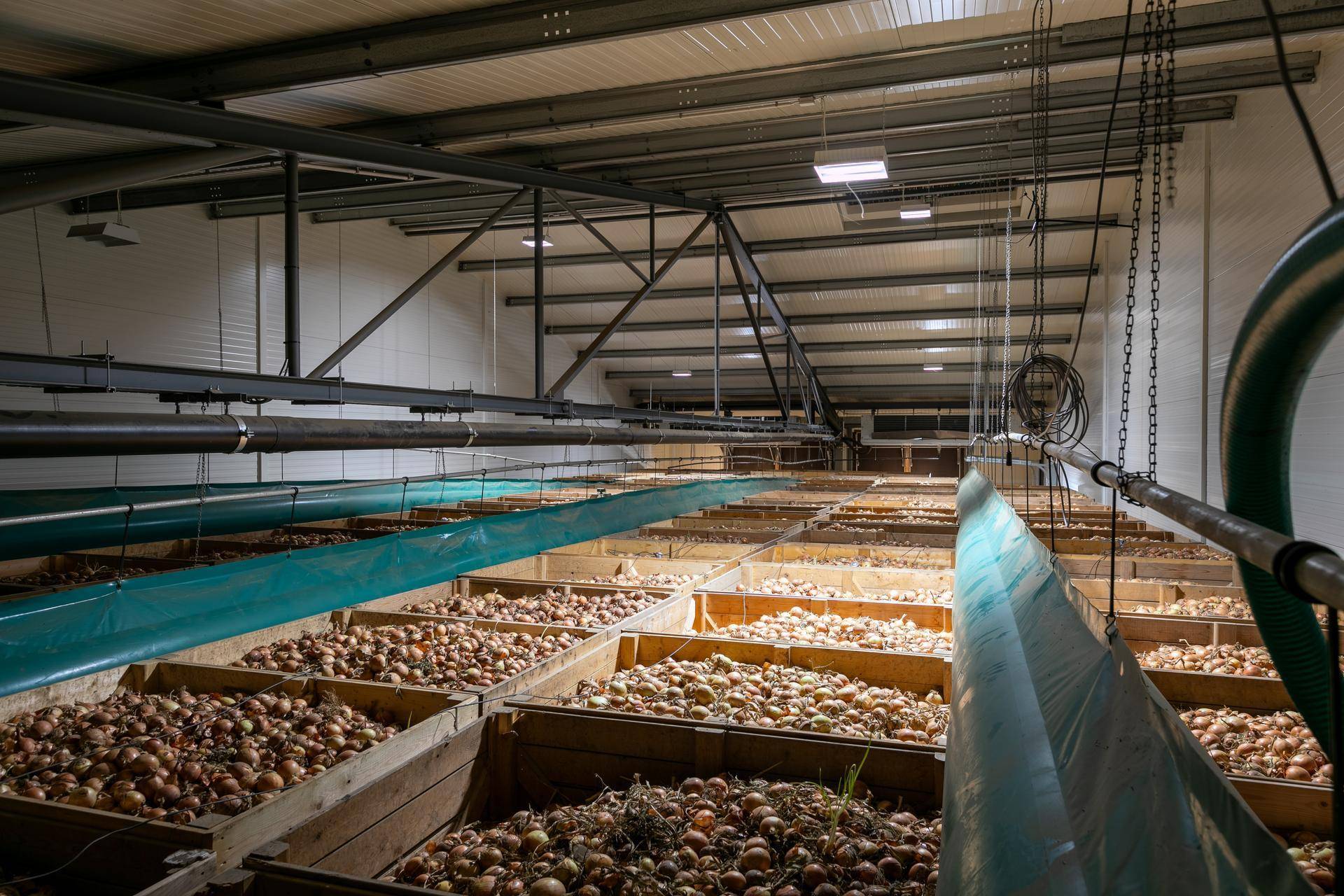 Lagerraum gefüllt mit Holzkisten voller Zwiebeln, ausgestattet mit Belüftungsschläuchen für optimale Lagerung.
