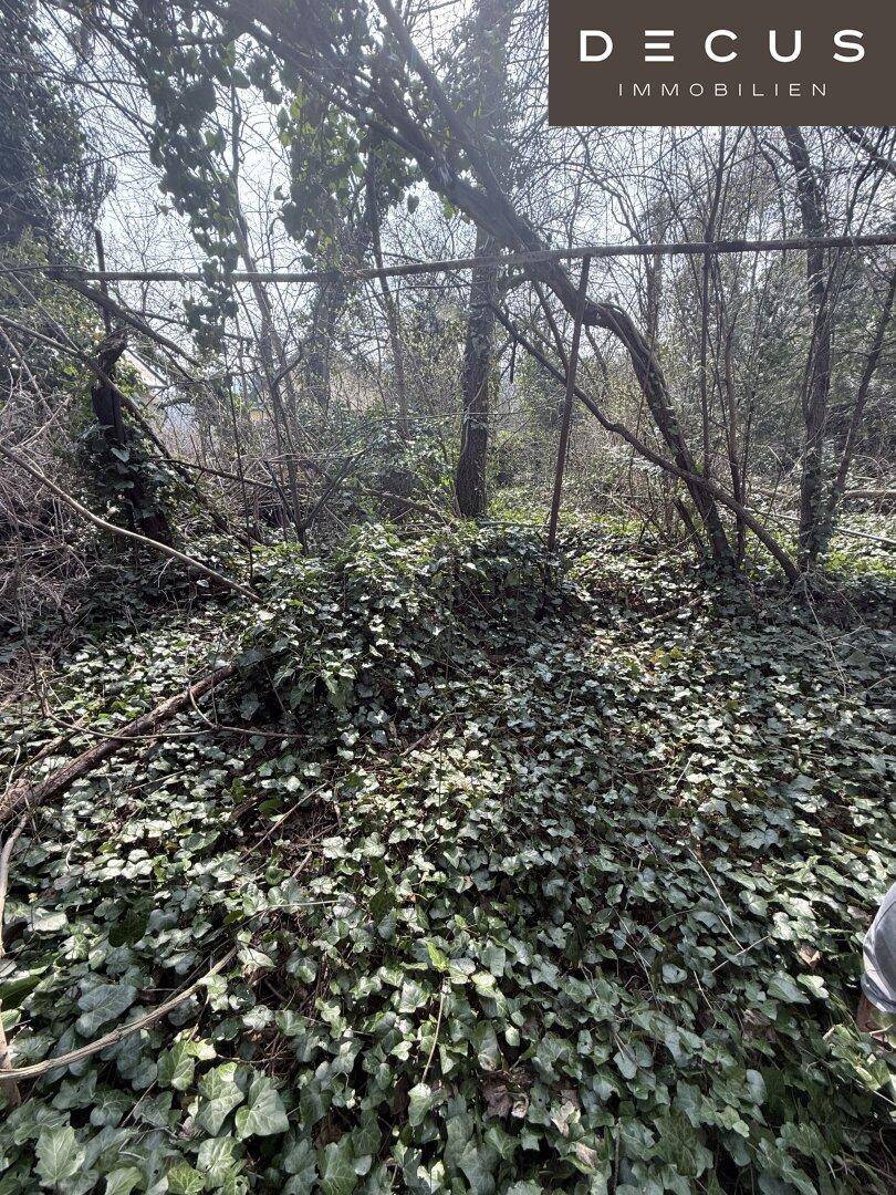 Dicht bewachsenes, naturbelassenes Gartengrundstück mit üppigem Efeu und hohen Bäumen.