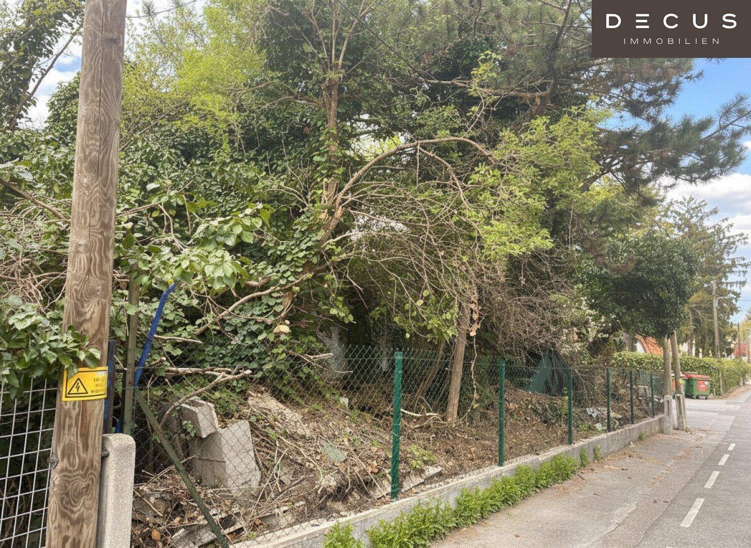 Dicht bewachsenes Grundstück mit Zaun und wilder Vegetation entlang der Straße.