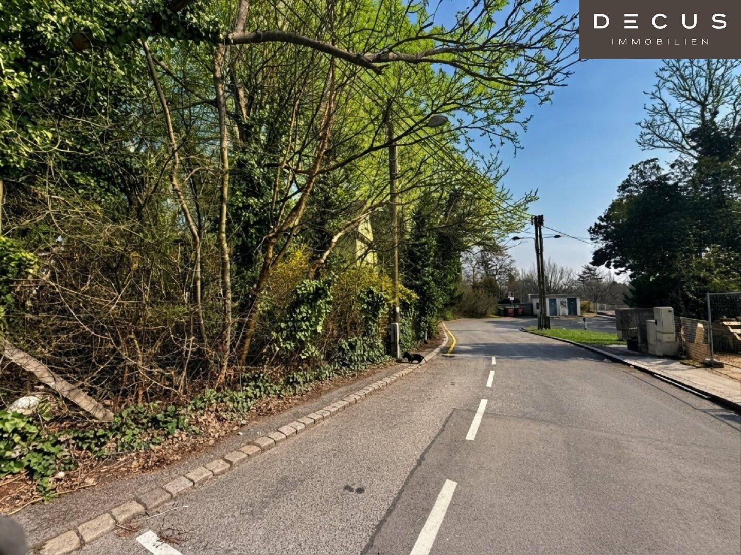 Straße mit dicht bewachsenen Rändern und Bäumen, die eine ländliche Umgebung andeuten.