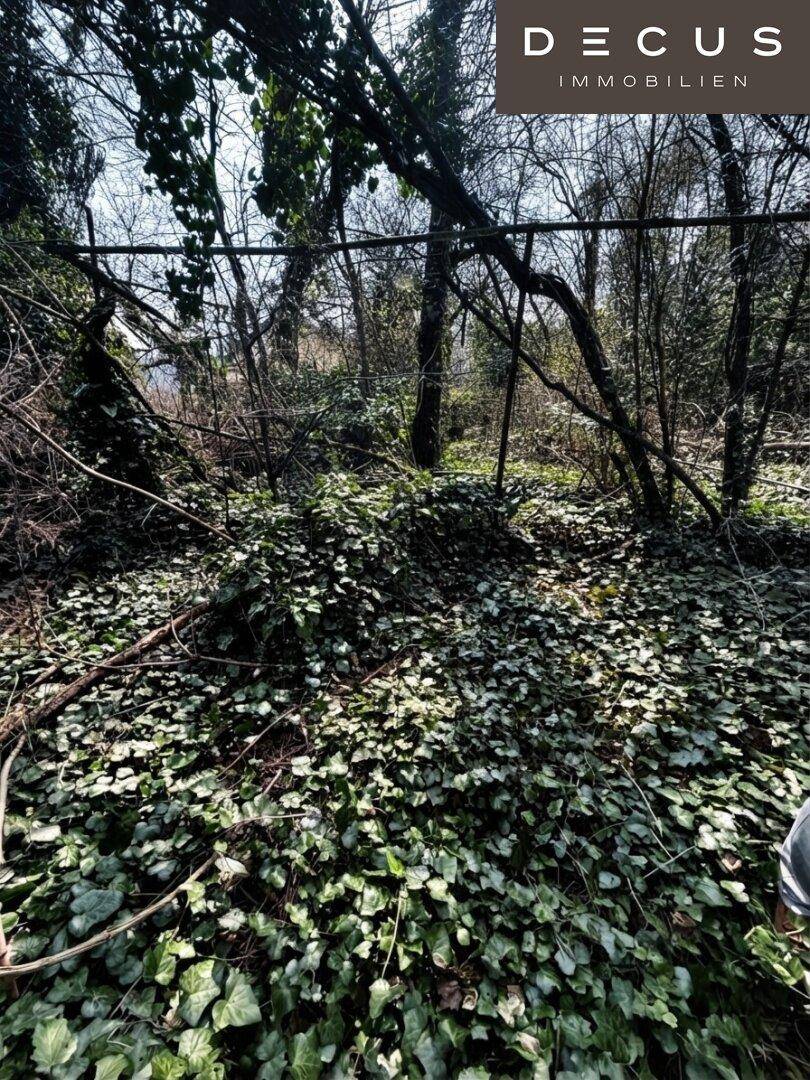 Dicht bewachsenes, verwildertes Gartengrundstück mit vielen Bäumen und Bodendeckern.