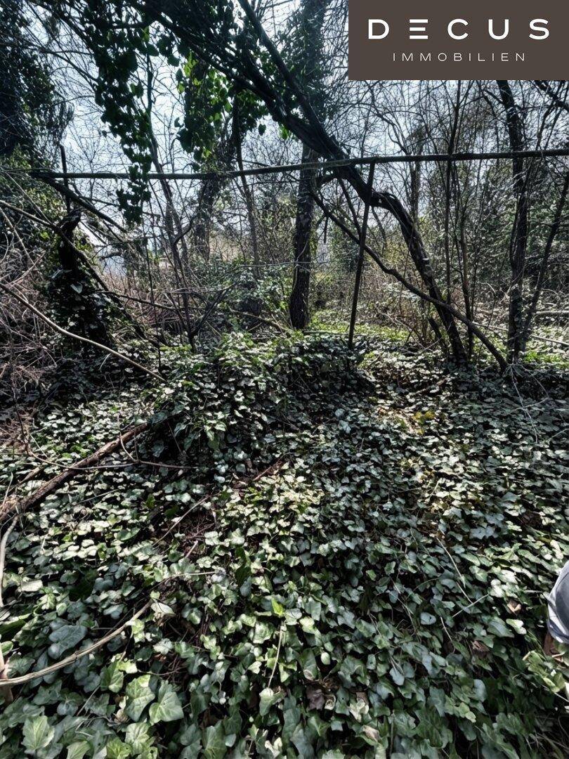 Wild bewachsener Gartenbereich mit dichtem Efeu und Bäumen, der naturbelassen wirkt.