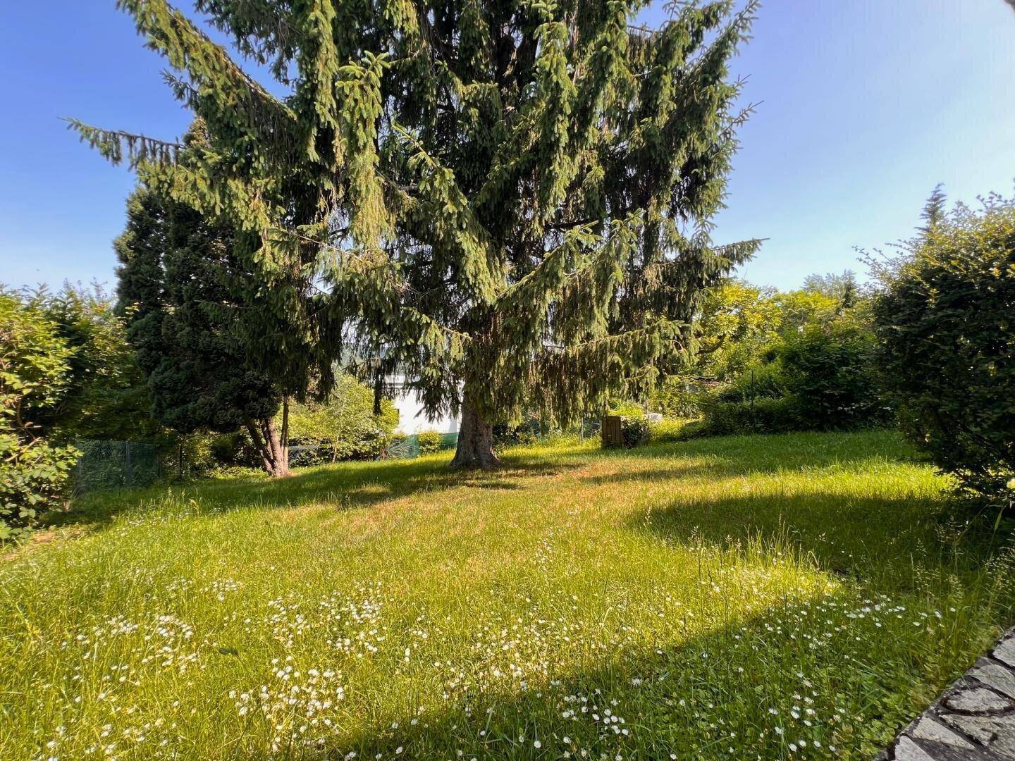 Großer, sonniger Garten mit altem Baumbestand und weitläufiger Rasenfläche, ideal für Freizeitaktivitäten.