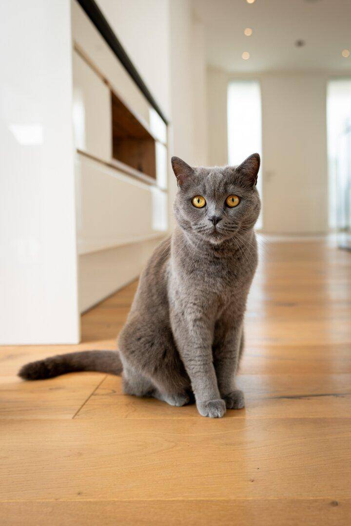 Eine Katze sitzt auf einem Holzboden in einem hellen Innenraum.