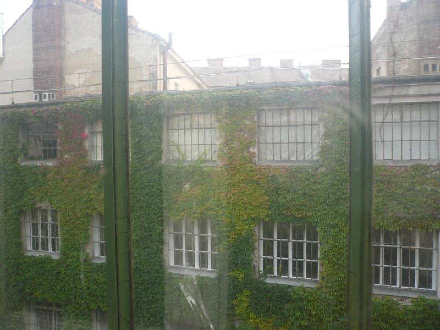 Blick aus dem Fenster auf eine mit Efeu bewachsene Gebäudefassade mit vielen Fenstern und Gitterstäben.